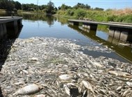 نفوق جماعي للأسماك قبالة نهر في ألمانيا وبولندا بسبب مادة سامة