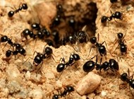 دراسة: 2.5 مليون نملة لكل إنسان