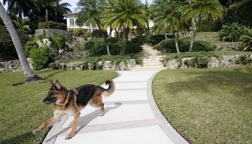 غوتنر أغنى كلب في العالم (أرشيف)