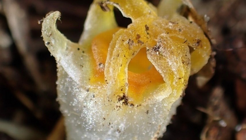 نبتة الفانوس الخيالي (ميرور)