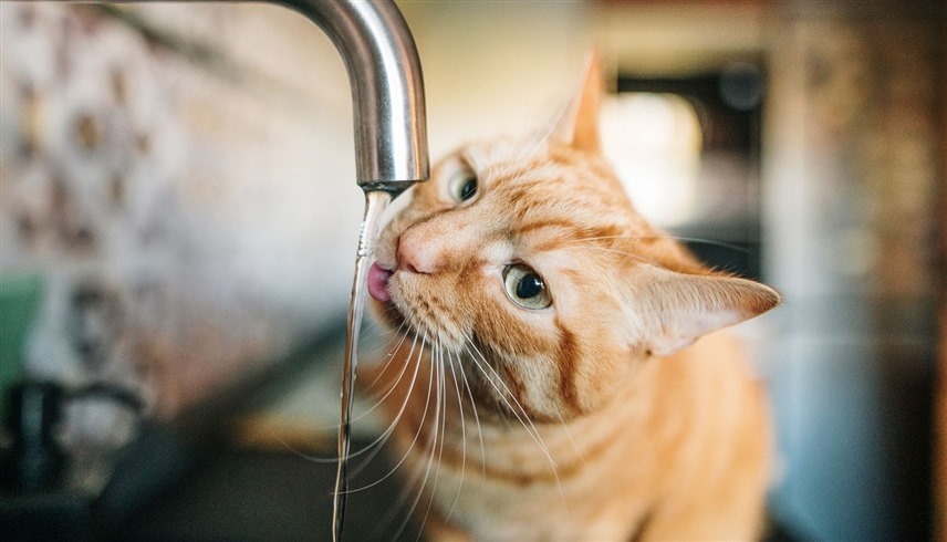 قطة تشرب الماء (أرشيف)