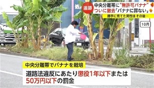 ياباني مهدد بالسجن بسبب زراعة الموز في الشارع