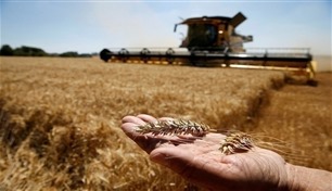 هل تتجه مصر لشراء القمح الروسي بالروبل؟