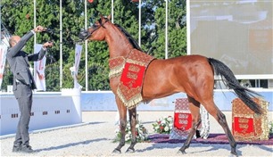 الصين تستضيف المهرجان الدولي لجمال الخيول العربية في سبتمبر 