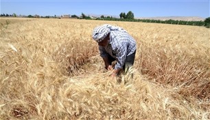 دمشق: زيادة إنتاج القمح وانخفاض الواردات  