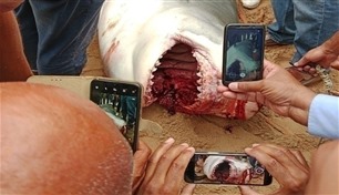 هجوم سمكة القرش في الغردقة.. ما أسباب الحادث القاتل؟