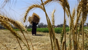 أسعار القمح ترتفع بعد توقف اتفاق الحبوب والتهديدات المتبادلة