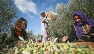 موسم "قِطاف الزيتون".. موروث عائلي وحراك اقتصادي في فلسطين والأردن