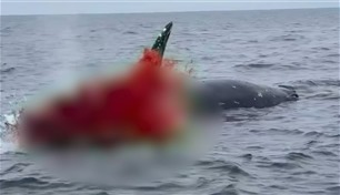 لماذا تتحول الحيتان إلى قنابل موقوتة؟