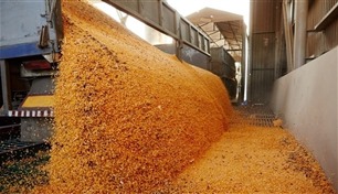 ارتفاع أسعار القمح مع تزايد التوترات في البحر الأسود