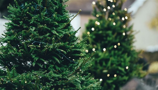 شجرة عيد الميلاد تنهي حياة امرأة في بلجيكا 