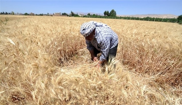 دمشق: زيادة إنتاج القمح وانخفاض الواردات  