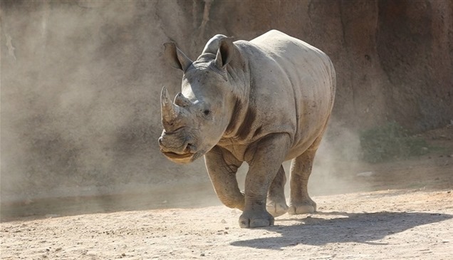 هل يعود وحيد القرن الأبيض إلى الحياة؟ 