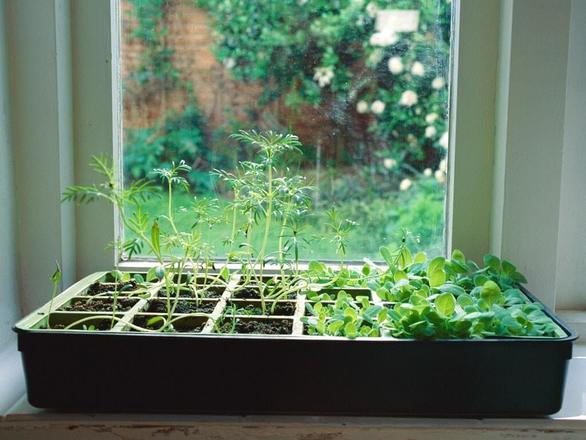 	أفكار مدهشة لحدائق أعشاب منزلية في المطبخ 10