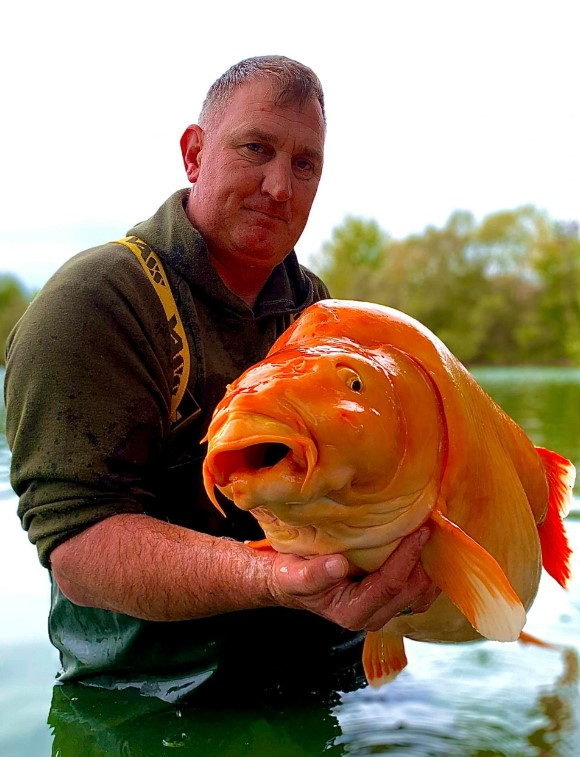 وزنها أكثر من 30 كيلوغراماً اصطياد سمكة ذهبية عملاقة