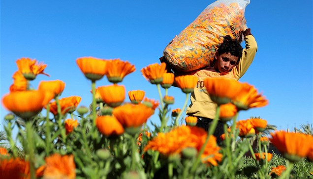 حصاد زهور الآذريون بمحافظة الفيوم